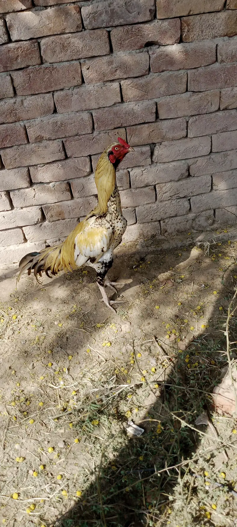 Aseel Chicks For Sale — photo 7