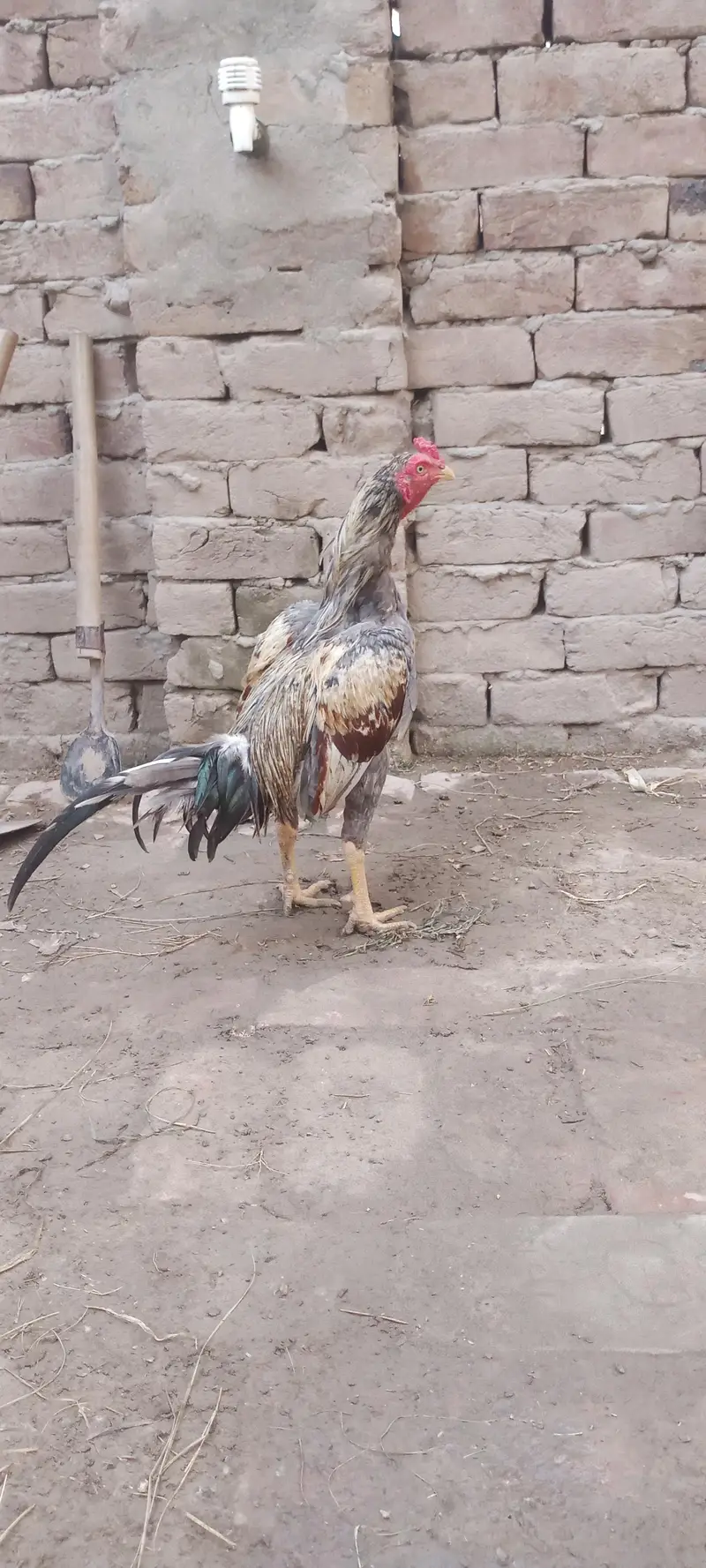 Aseel Chicks For Sale — photo 9