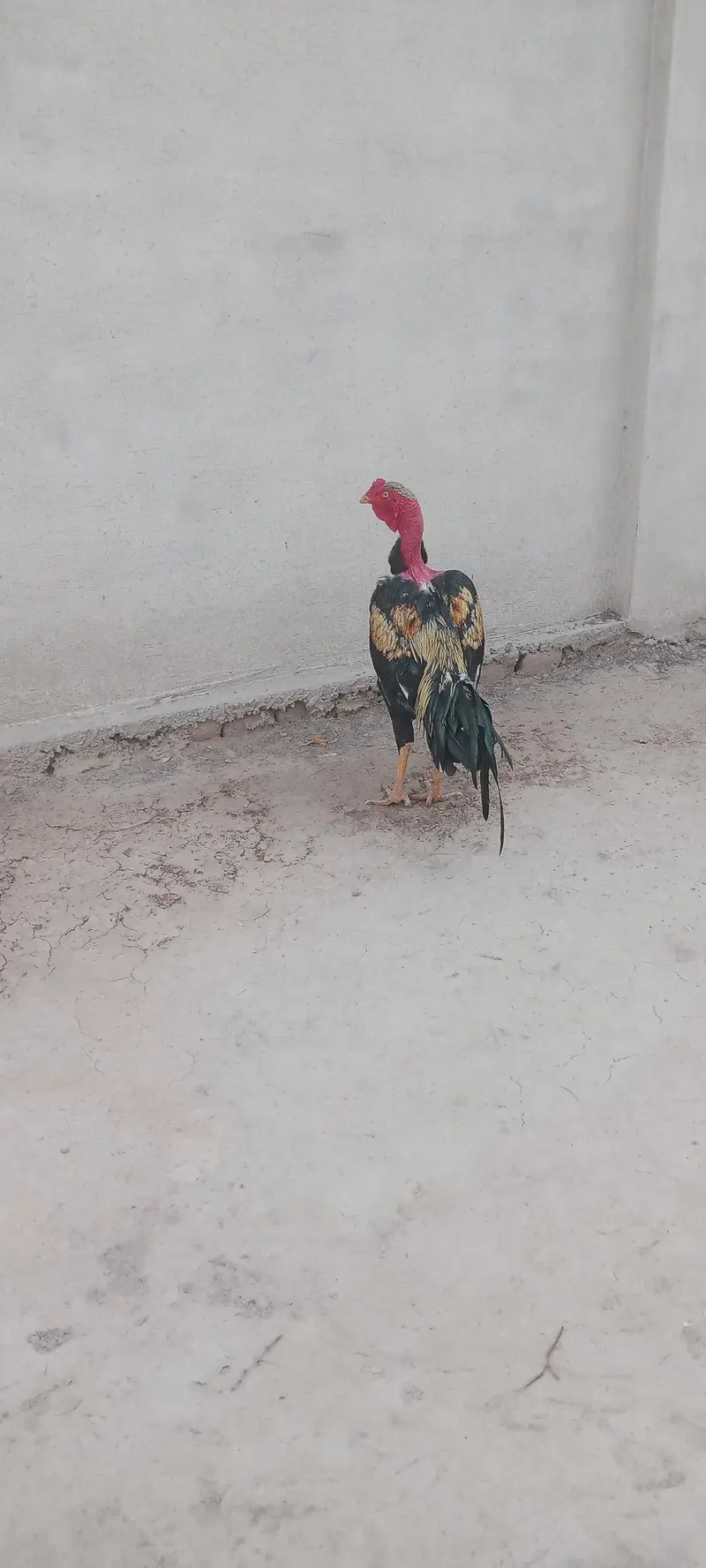 Aseel Chicks For Sale — photo 10