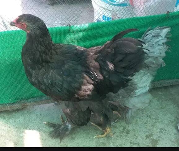 brahma 0