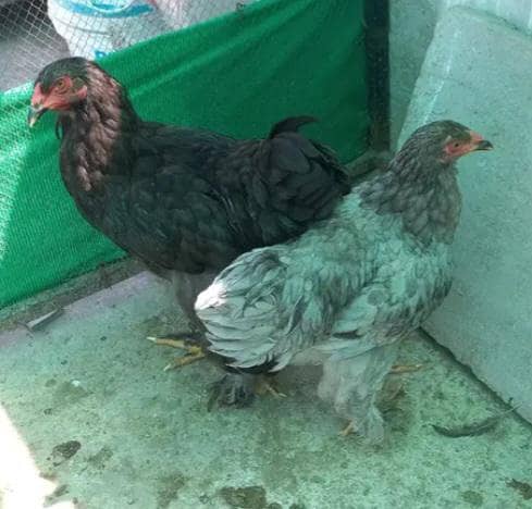 brahma 2