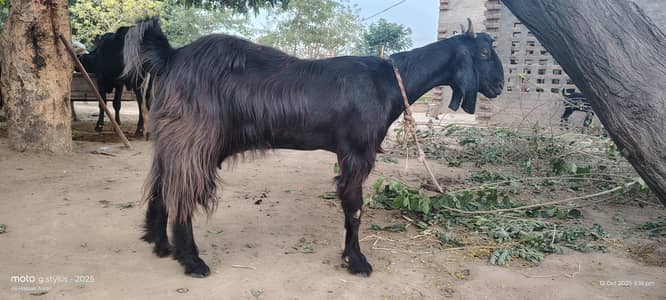 bakri 03017737409