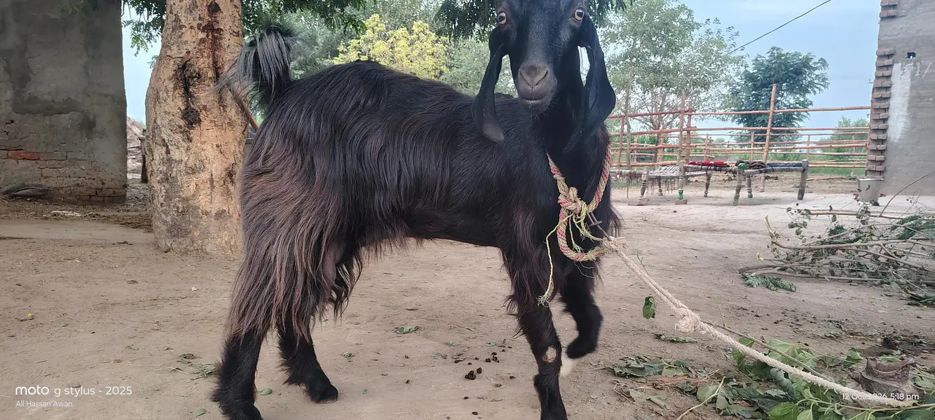 bakri 03017737409 — photo 2