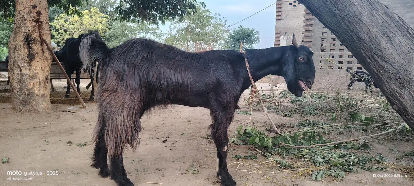 bakri 03017737409 — photo 3