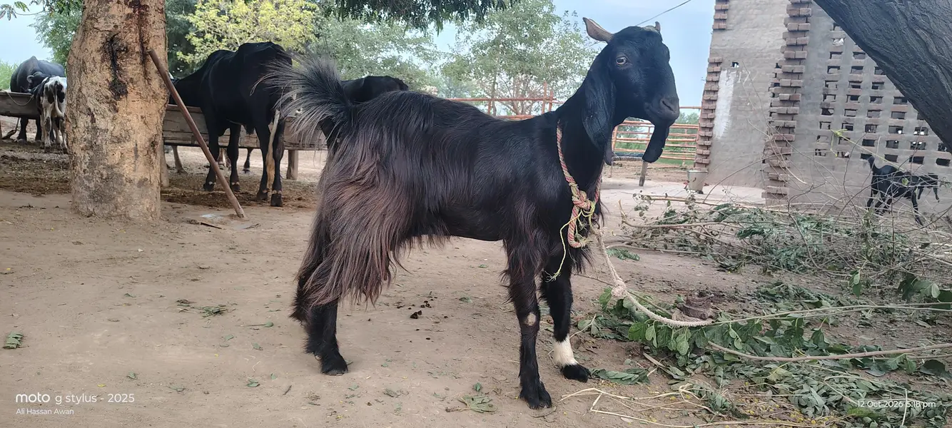 bakri 03017737409 — photo 4