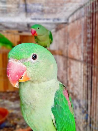 3 Pure Alexandrine Raw Parrots for sale