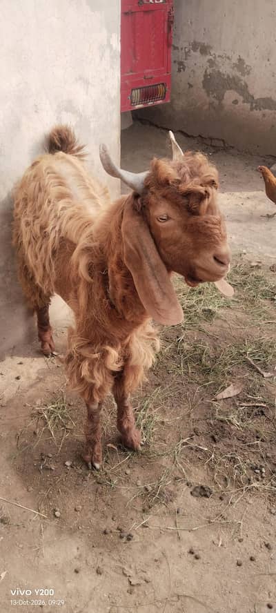 Beautiful Bakra for Eidul adha