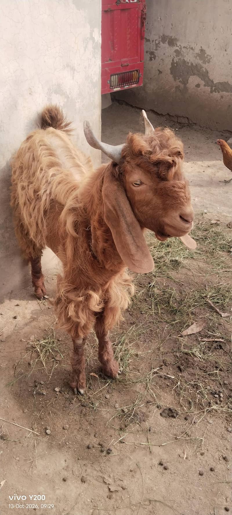 Beautiful Bakra for Eidul adha 0