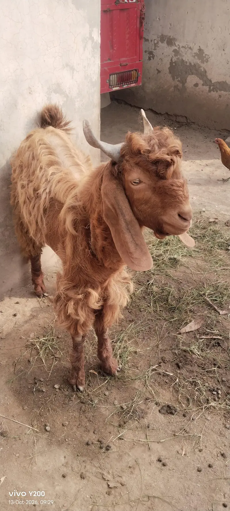 Beautiful Bakra for Eidul adha