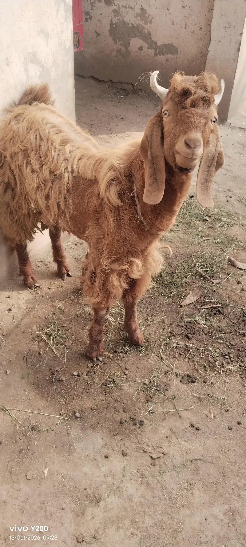 Beautiful Bakra for Eidul adha — photo 2