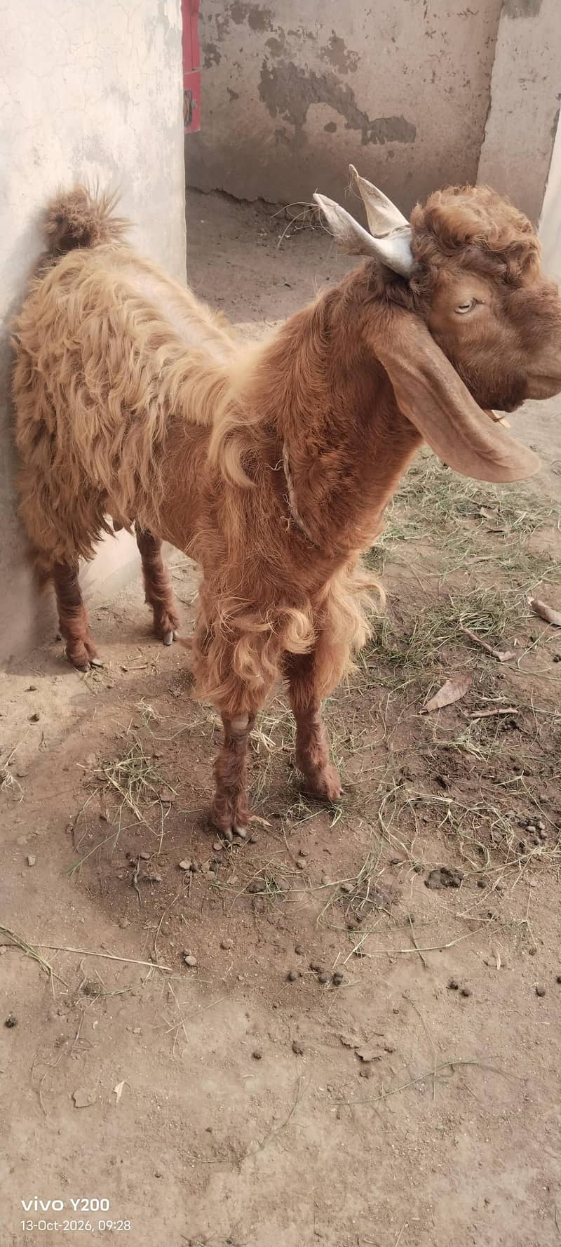 Beautiful Bakra for Eidul adha 2