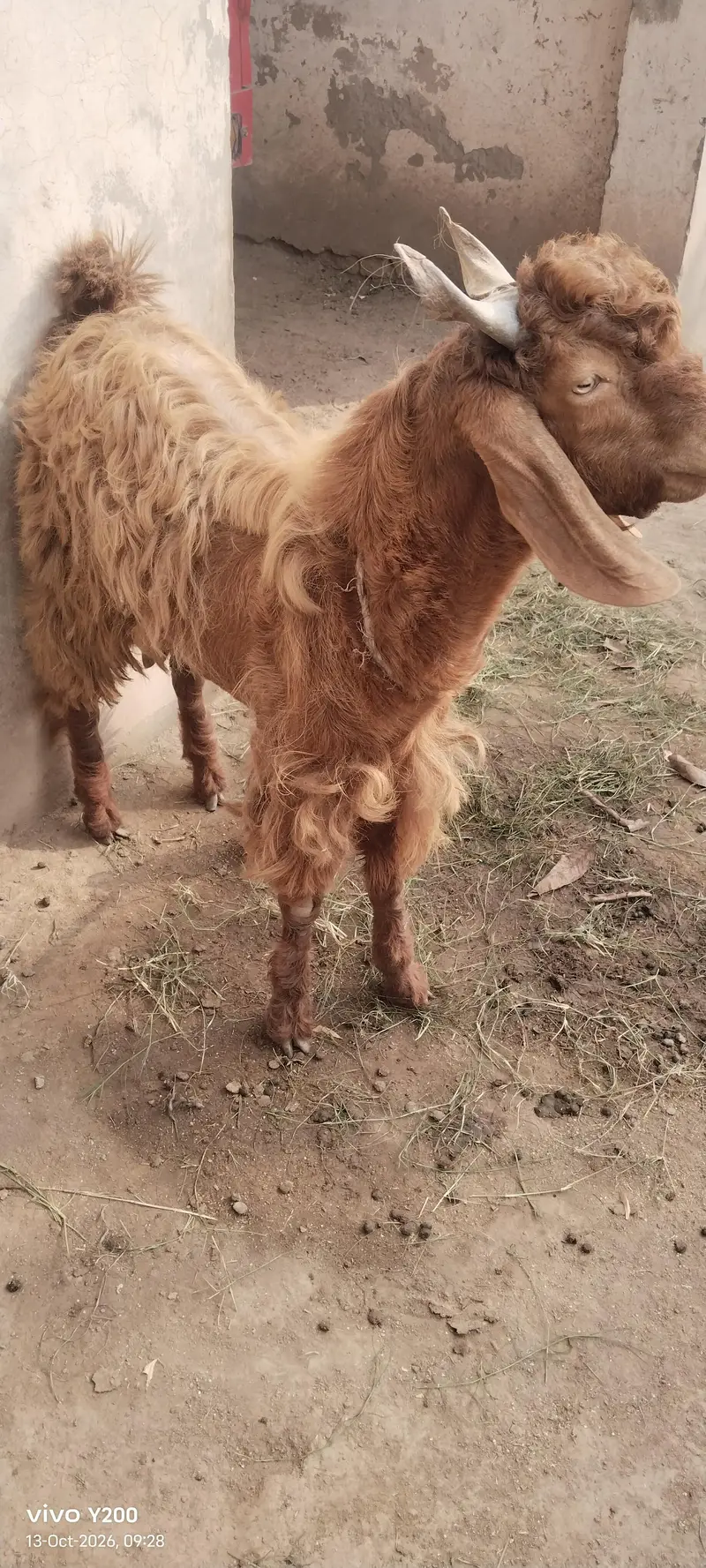 Beautiful Bakra for Eidul adha — photo 3