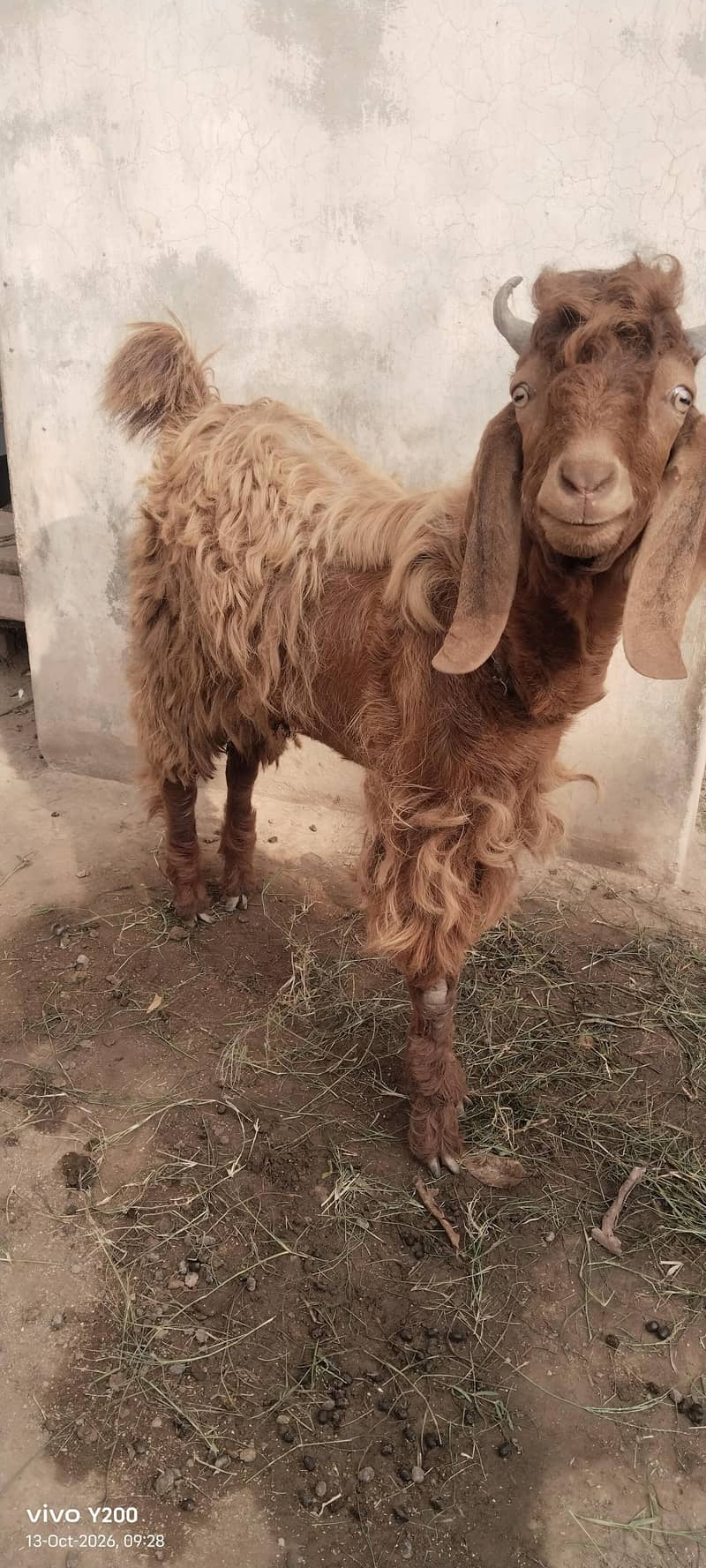 Beautiful Bakra for Eidul adha 3