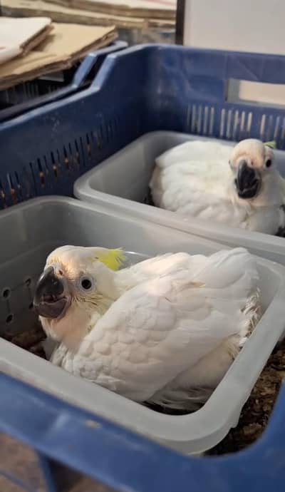 Kaka to parrot cheeks for sale (03216170994)