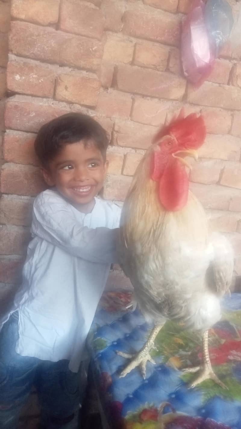 misri 0