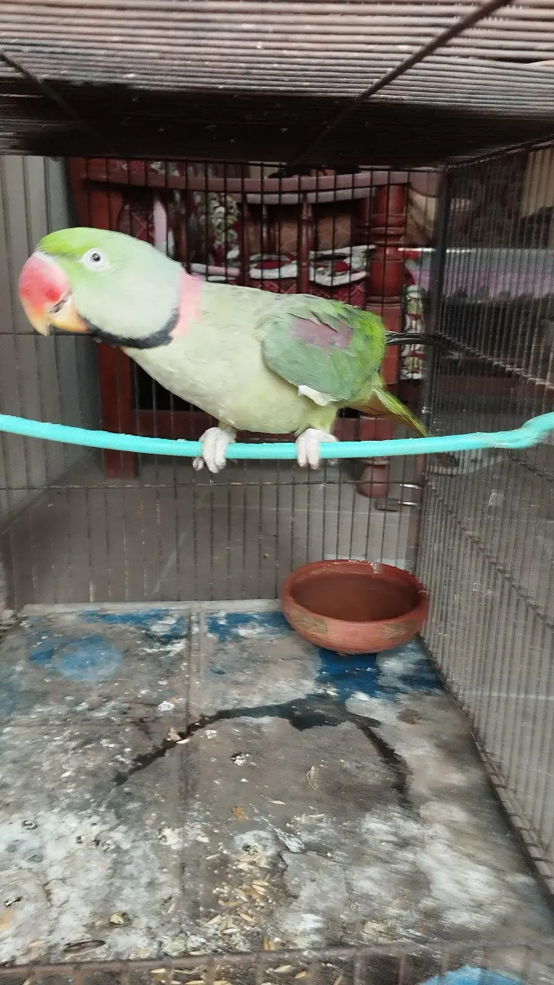Pahari Tota — photo 2