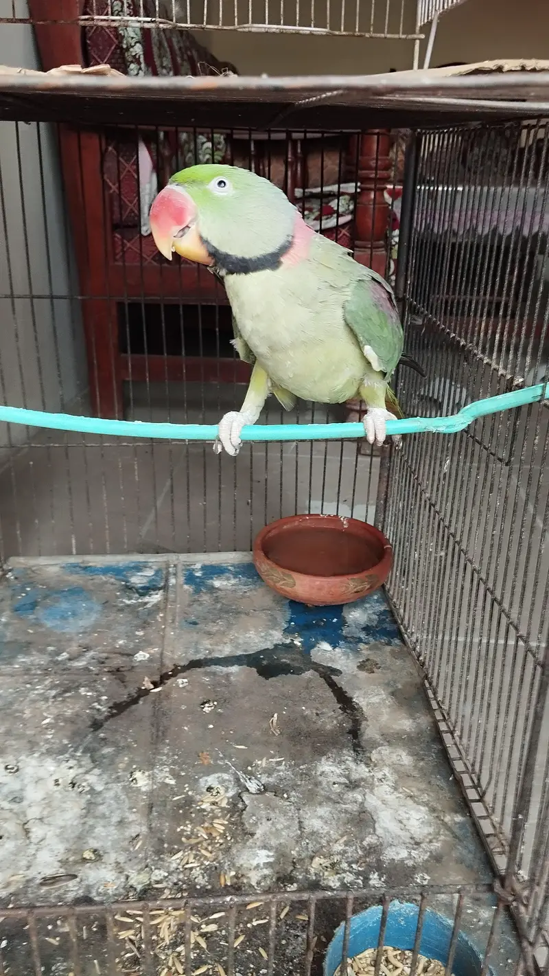 Pahari Tota — photo 3