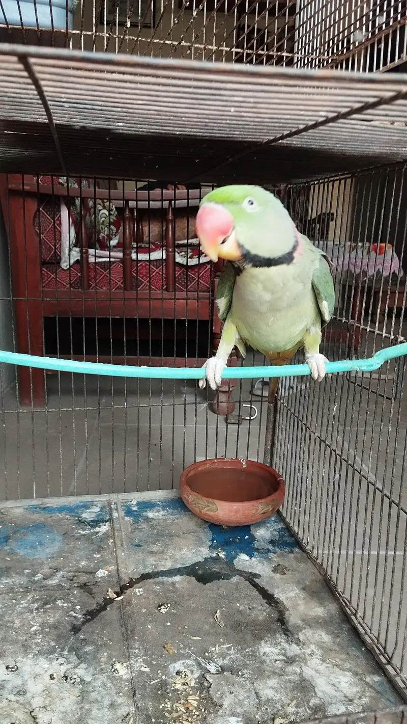 Pahari Tota — photo 4