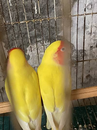 Lovebird with history
