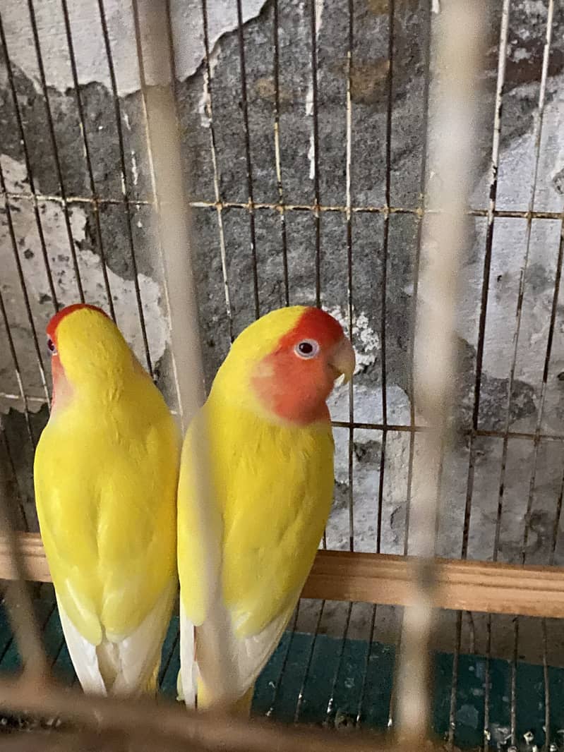 Lovebird 2