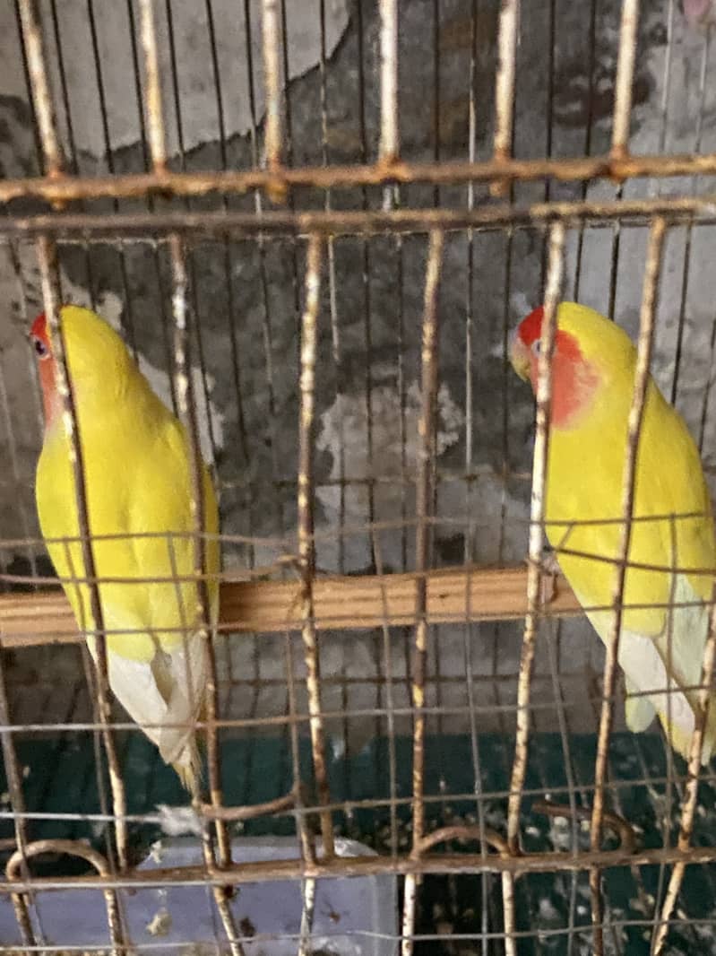 Lovebird 3