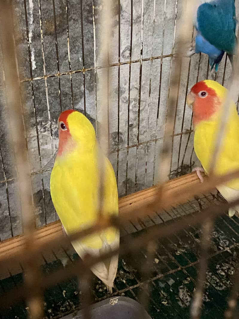 Lovebird 4