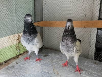 Pigeons for sale.
