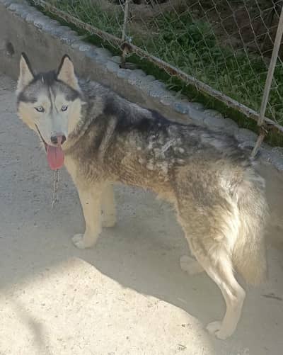 Siberian Husky Female For Sale