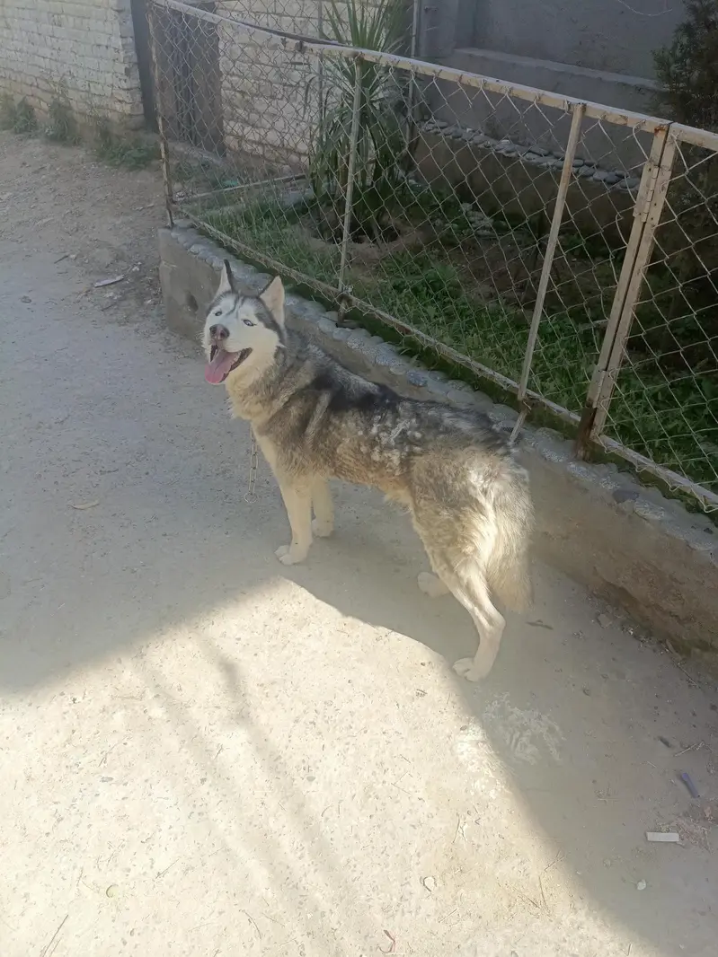 Siberian Husky Female For Sale — photo 2