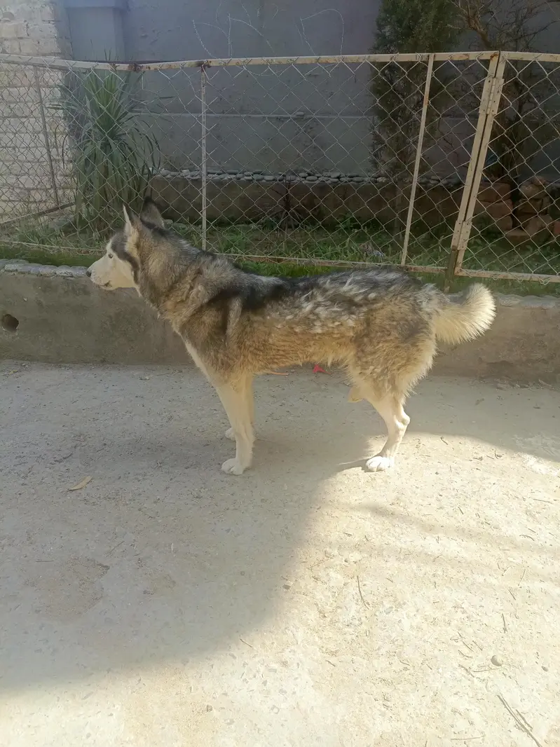 Siberian Husky Female For Sale — photo 3