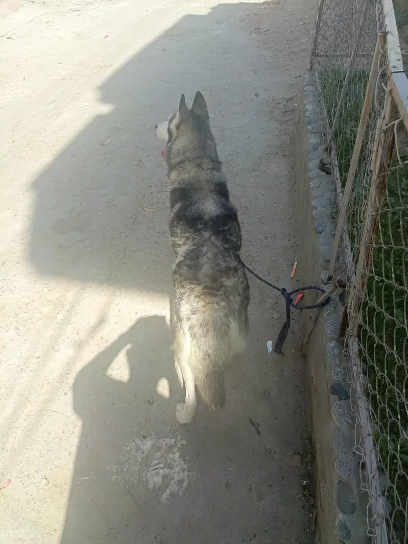 Siberian Husky Female For Sale — photo 4