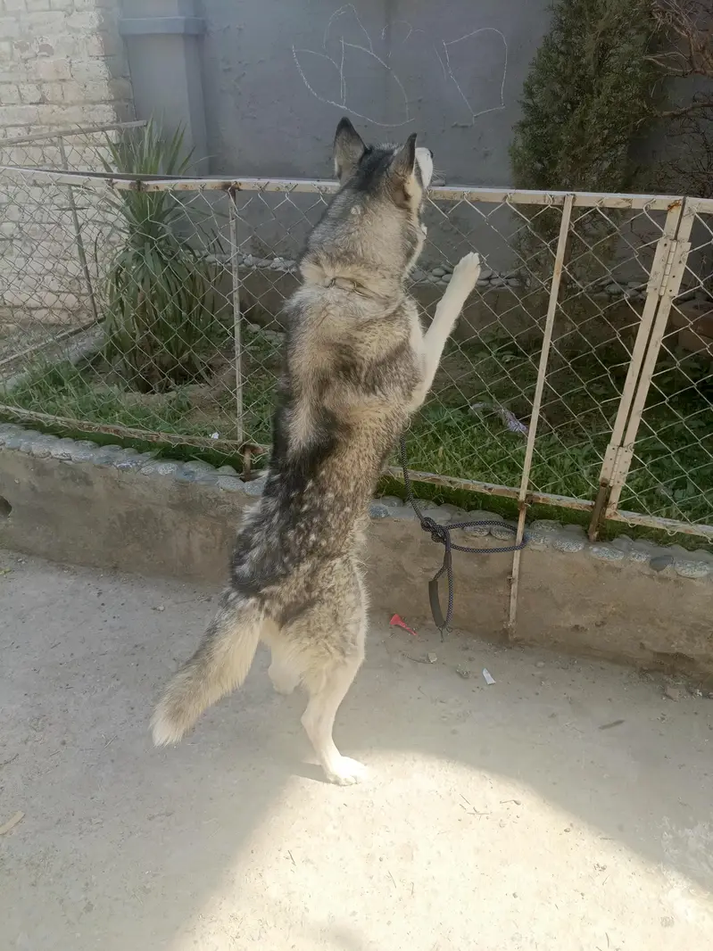 Siberian Husky Female For Sale — photo 5