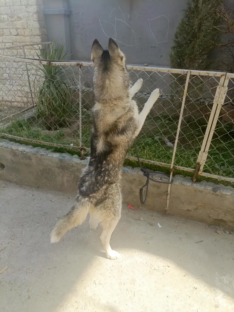 Siberian Husky Female For Sale — photo 6