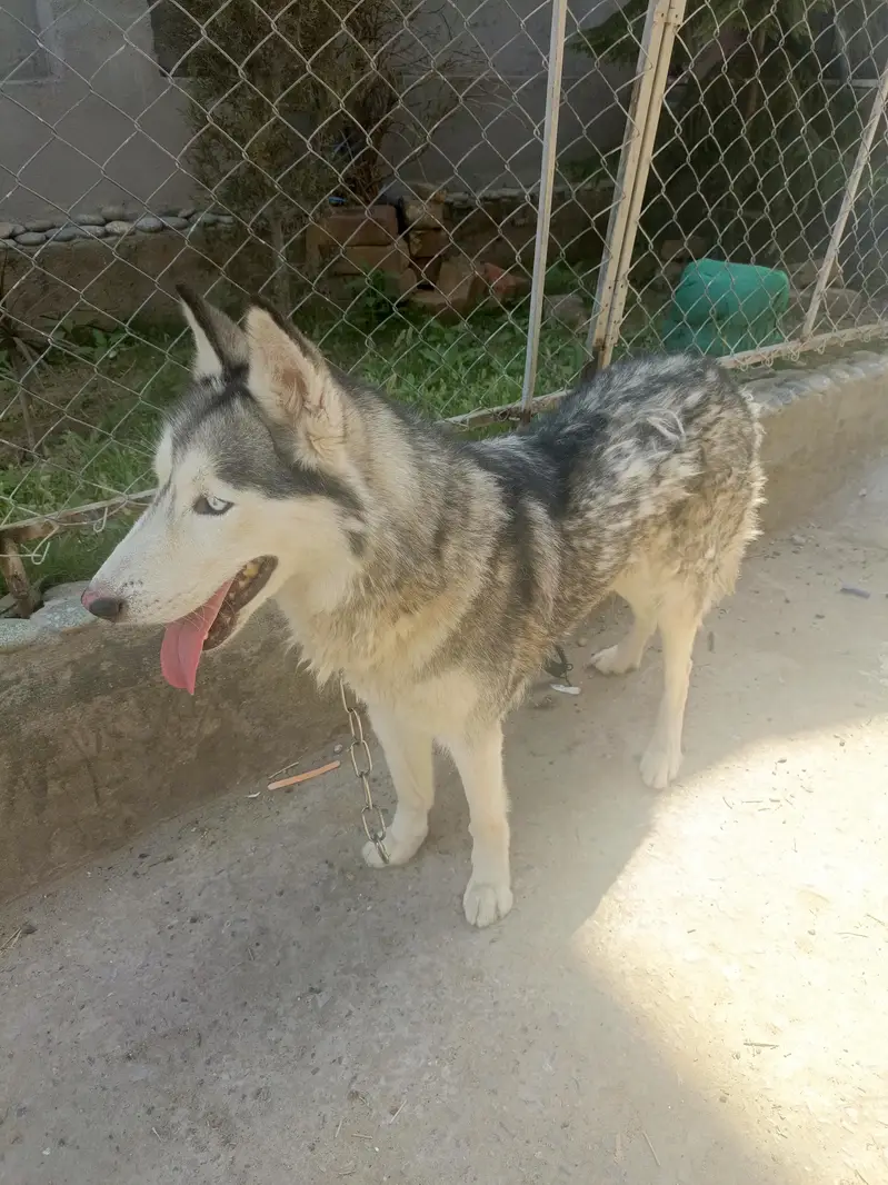 Siberian Husky Female For Sale — photo 7