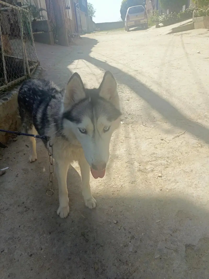 Siberian Husky Female For Sale — photo 8