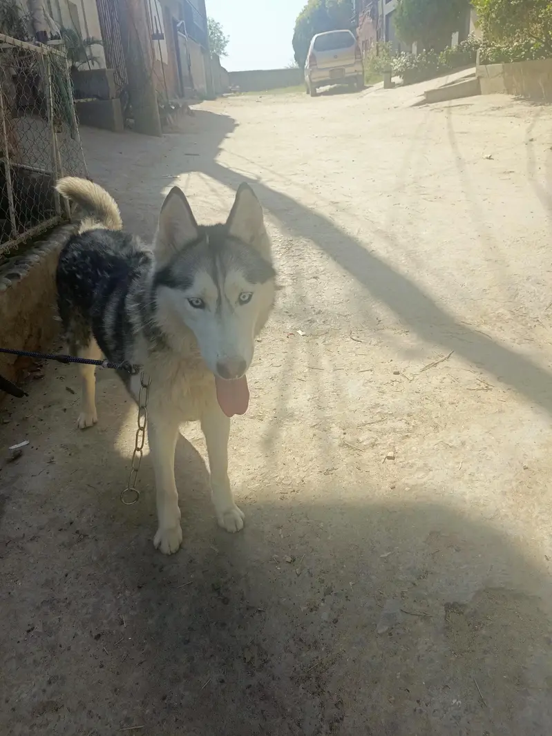 Siberian Husky Female For Sale — photo 9
