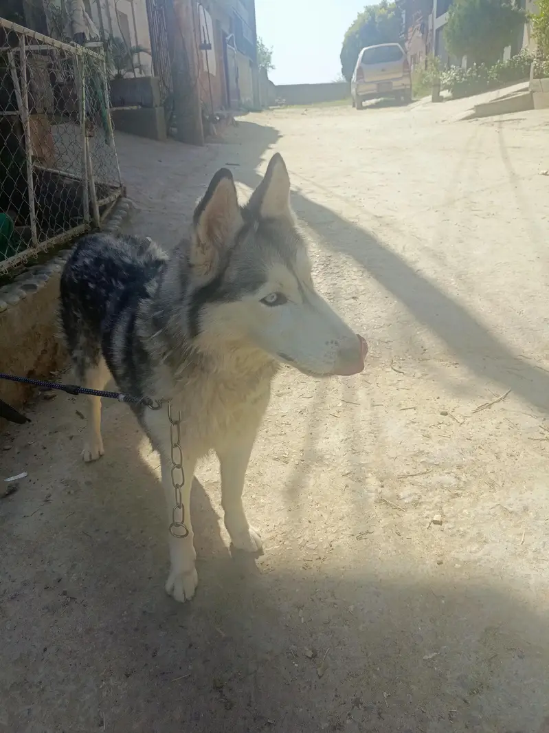 Siberian Husky Female For Sale — photo 10
