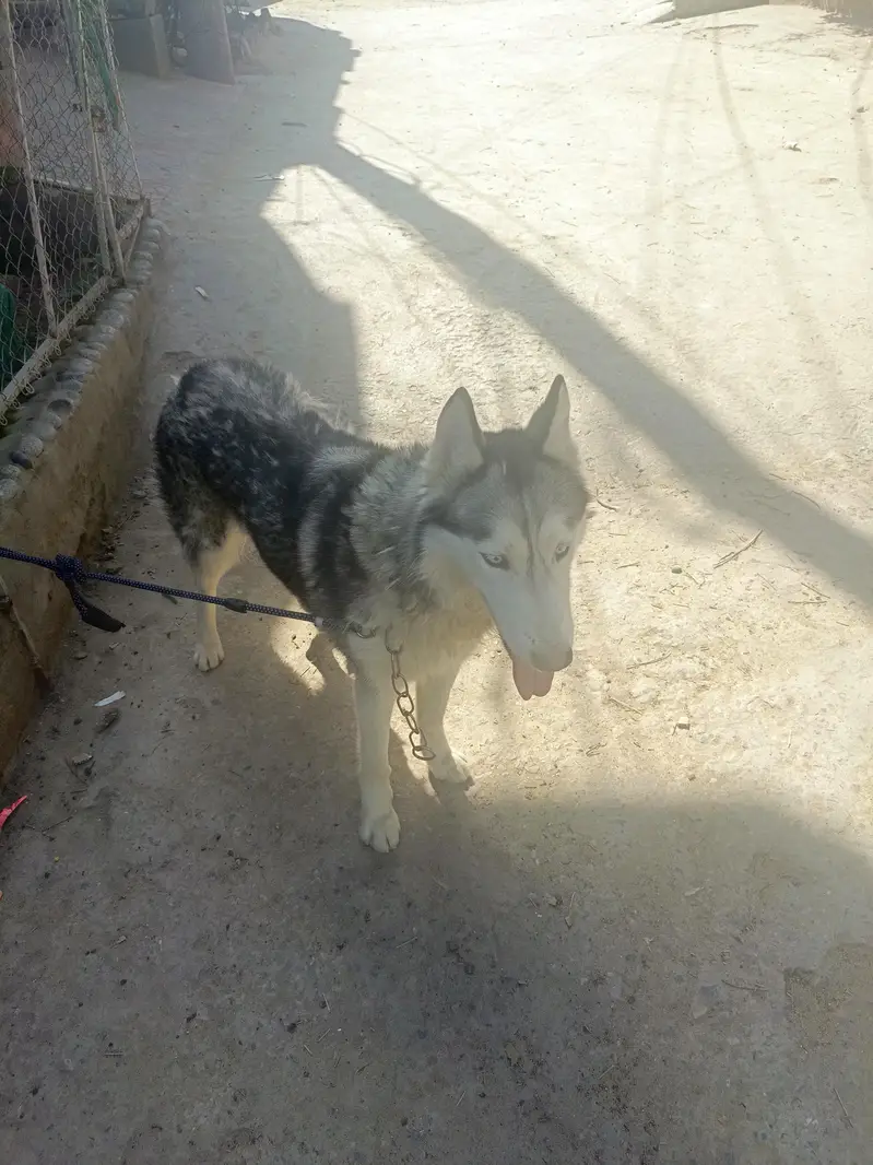 Siberian Husky Female For Sale — photo 11