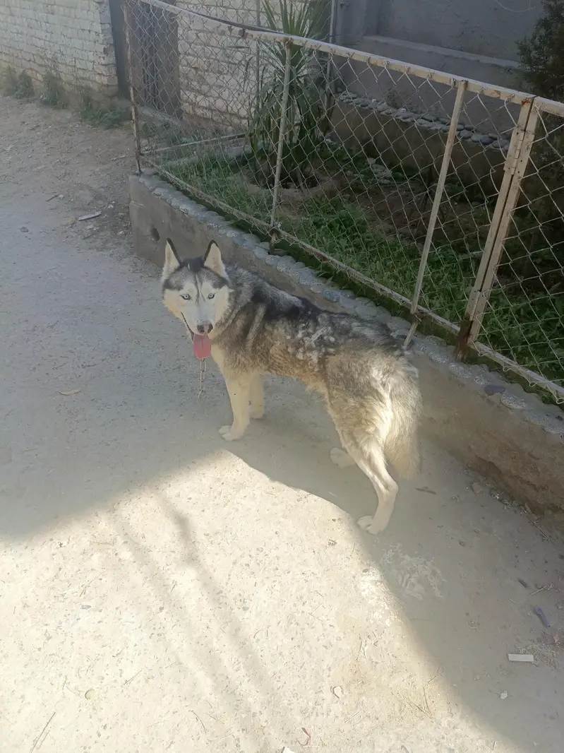 Siberian Husky Female For Sale — photo 12
