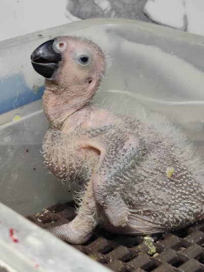 GREY Parrot chick available CONGO size finger missing