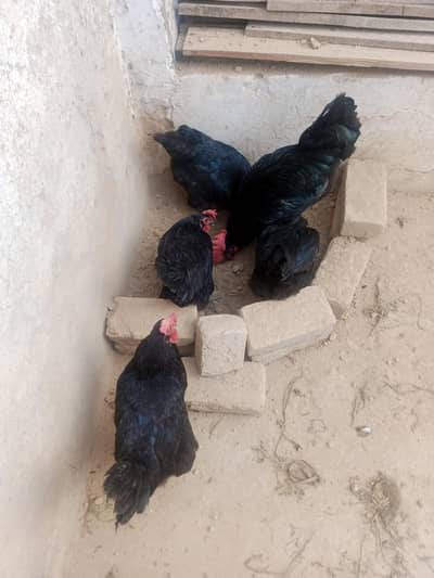 austrolop fertile eggs