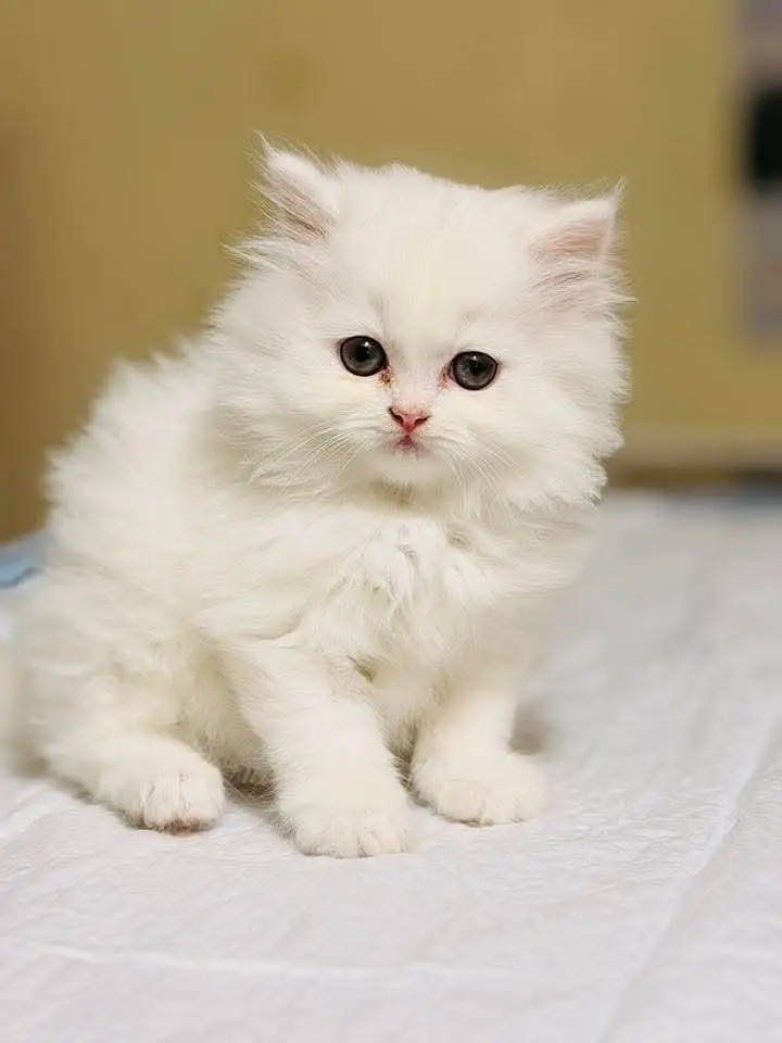 GIFT QUALITY PURE PERSIAN HEALTHY KITTENS (CASH ON DELIVERY) — photo 2