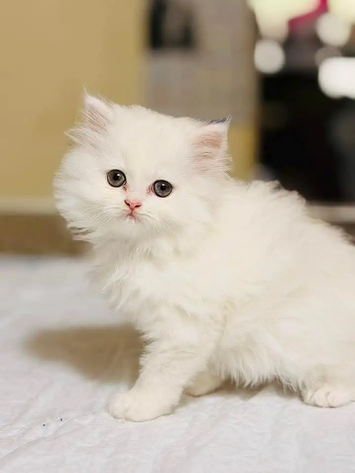 GIFT QUALITY PURE PERSIAN HEALTHY KITTENS (CASH ON DELIVERY) — photo 4
