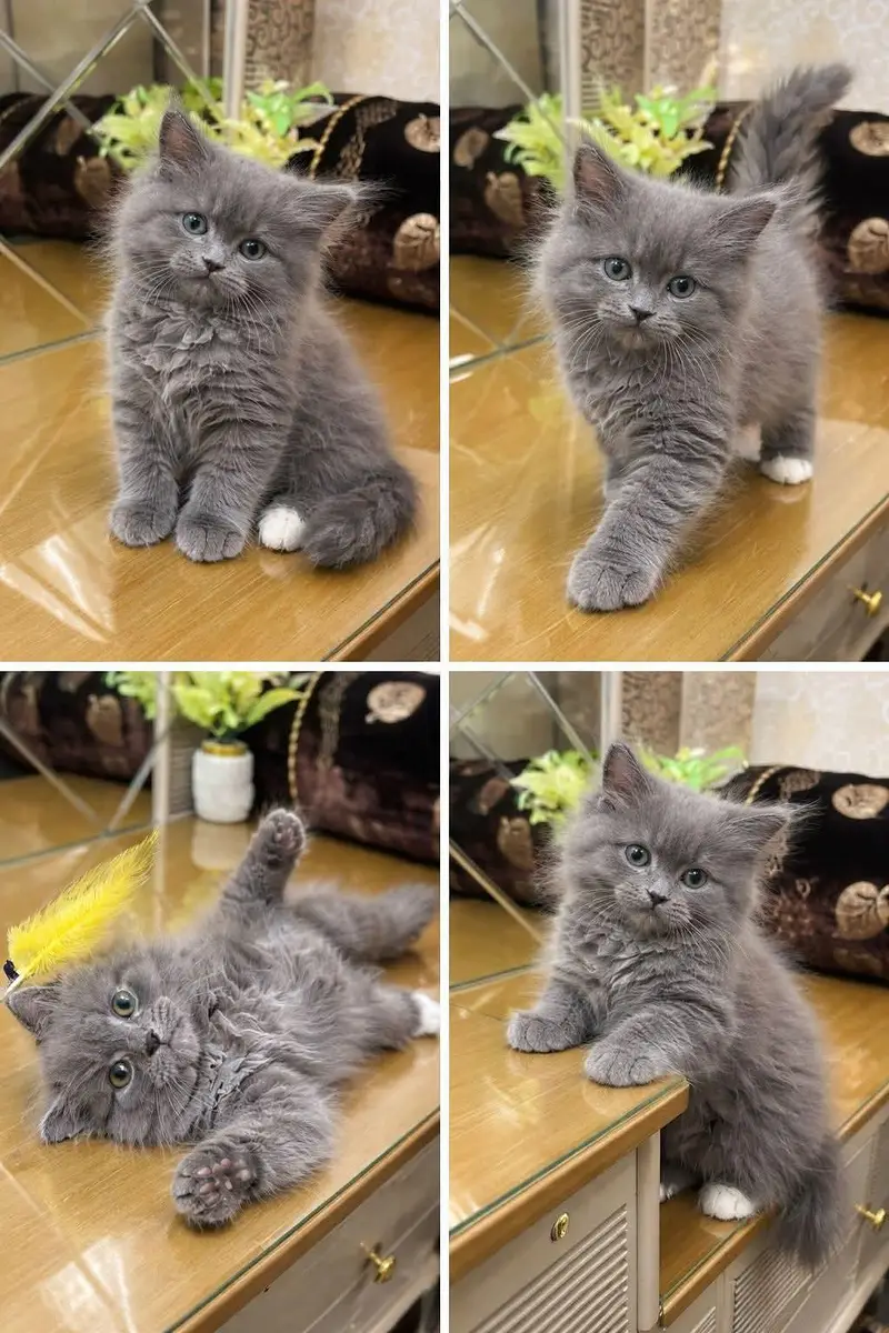 GIFT QUALITY PURE PERSIAN HEALTHY KITTENS (CASH ON DELIVERY) — photo 5