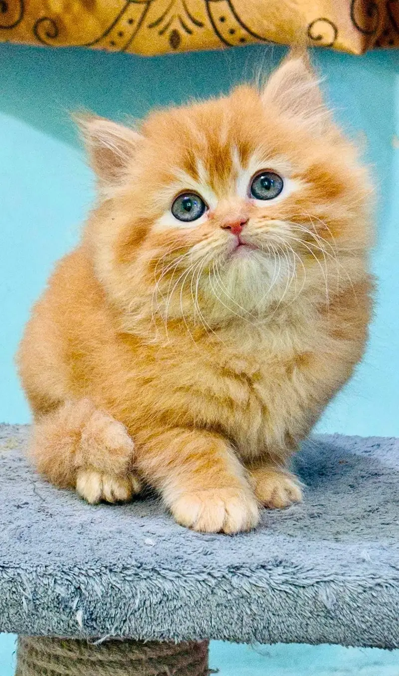 GIFT QUALITY PURE PERSIAN HEALTHY KITTENS (CASH ON DELIVERY) — photo 6