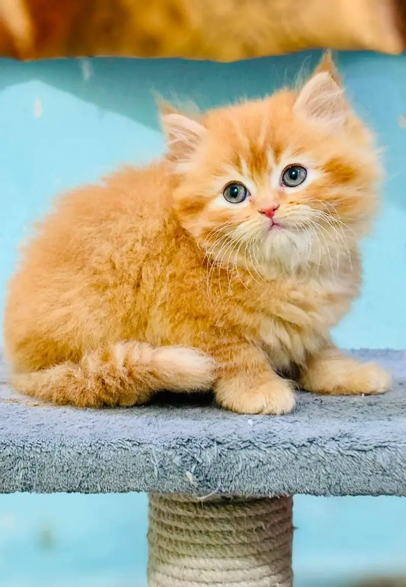 GIFT QUALITY PURE PERSIAN HEALTHY KITTENS (CASH ON DELIVERY) — photo 7