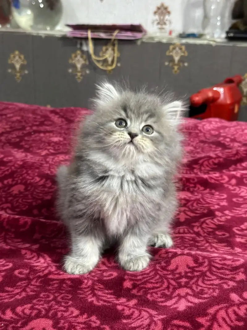 GIFT QUALITY PURE PERSIAN HEALTHY KITTENS (CASH ON DELIVERY) — photo 8