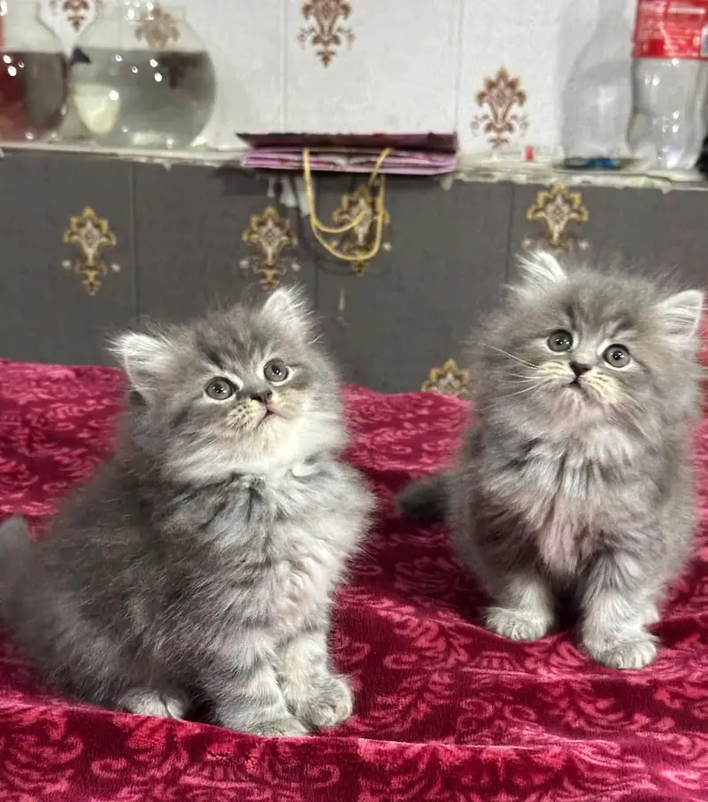 GIFT QUALITY PURE PERSIAN HEALTHY KITTENS (CASH ON DELIVERY) — photo 9