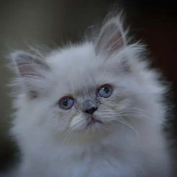 GIFT QUALITY PURE PERSIAN HEALTHY KITTENS (CASH ON DELIVERY) — photo 12