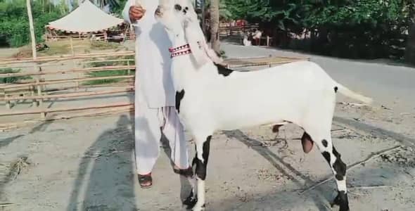 bakra for sale call me 03263223419